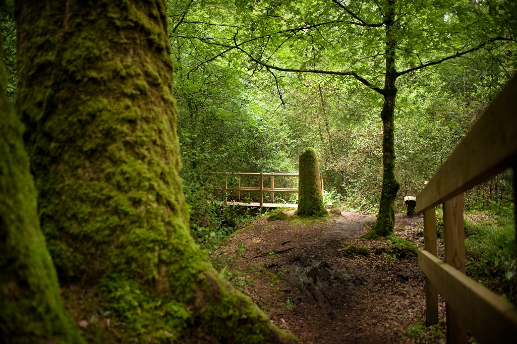 Forest of Villecartier