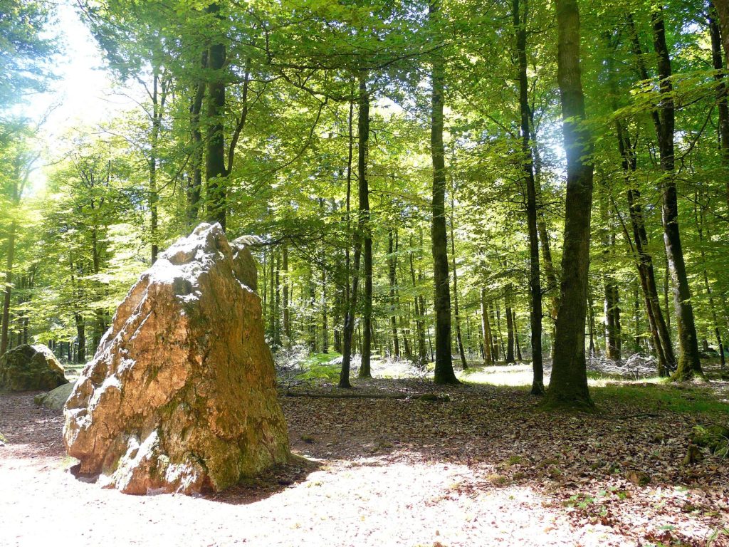 foret fougeres