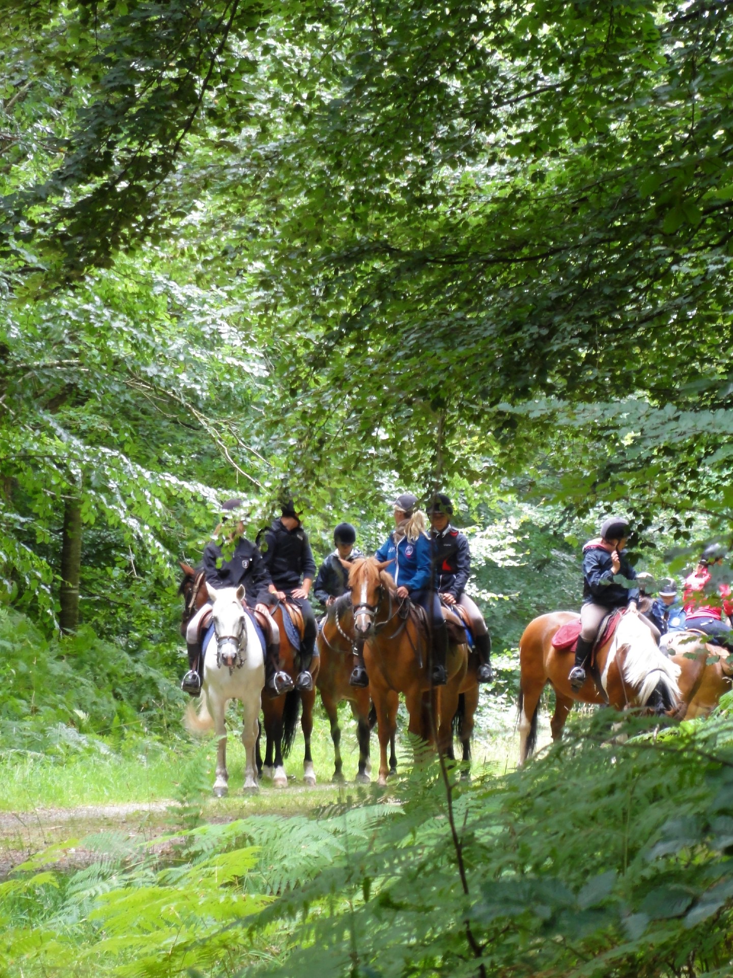 horse riding in the forest