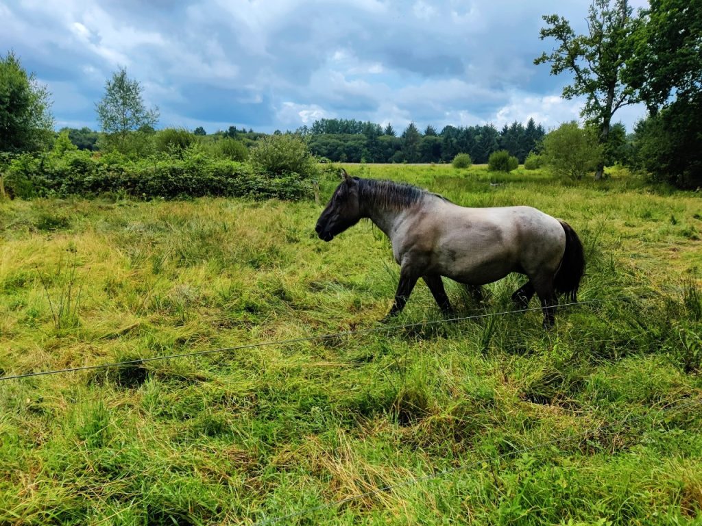 Peat bog moors marshes - credit Office Tourisme Destination Fougères