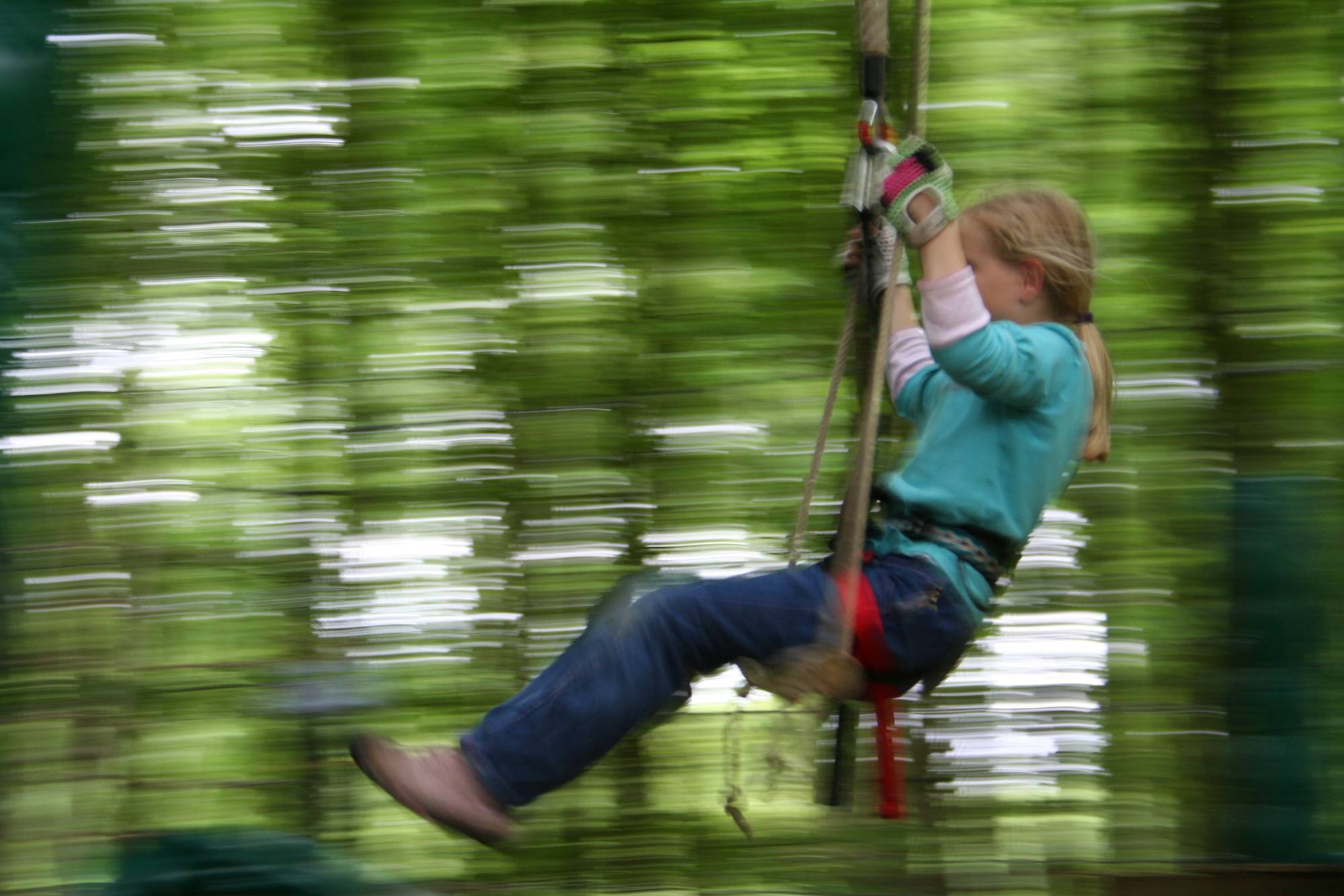 tree climbing forest ferns