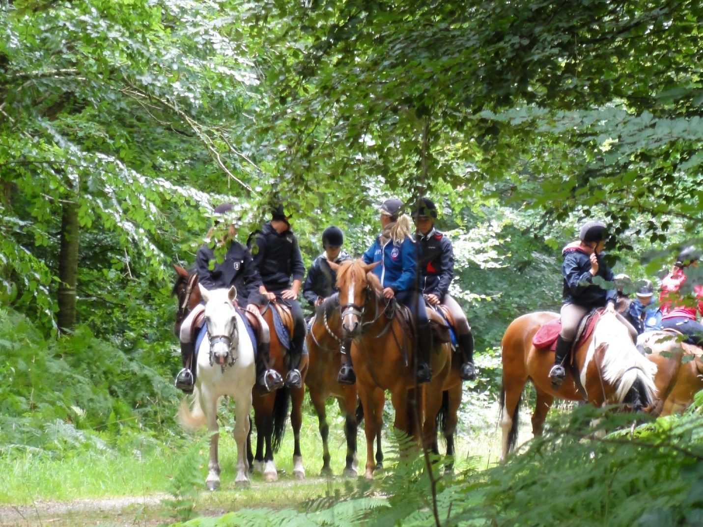 horse riding in the forest