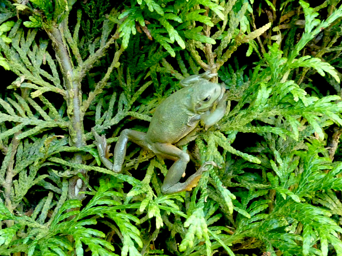 Tree frog