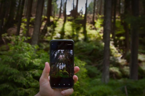 foto en el bosque