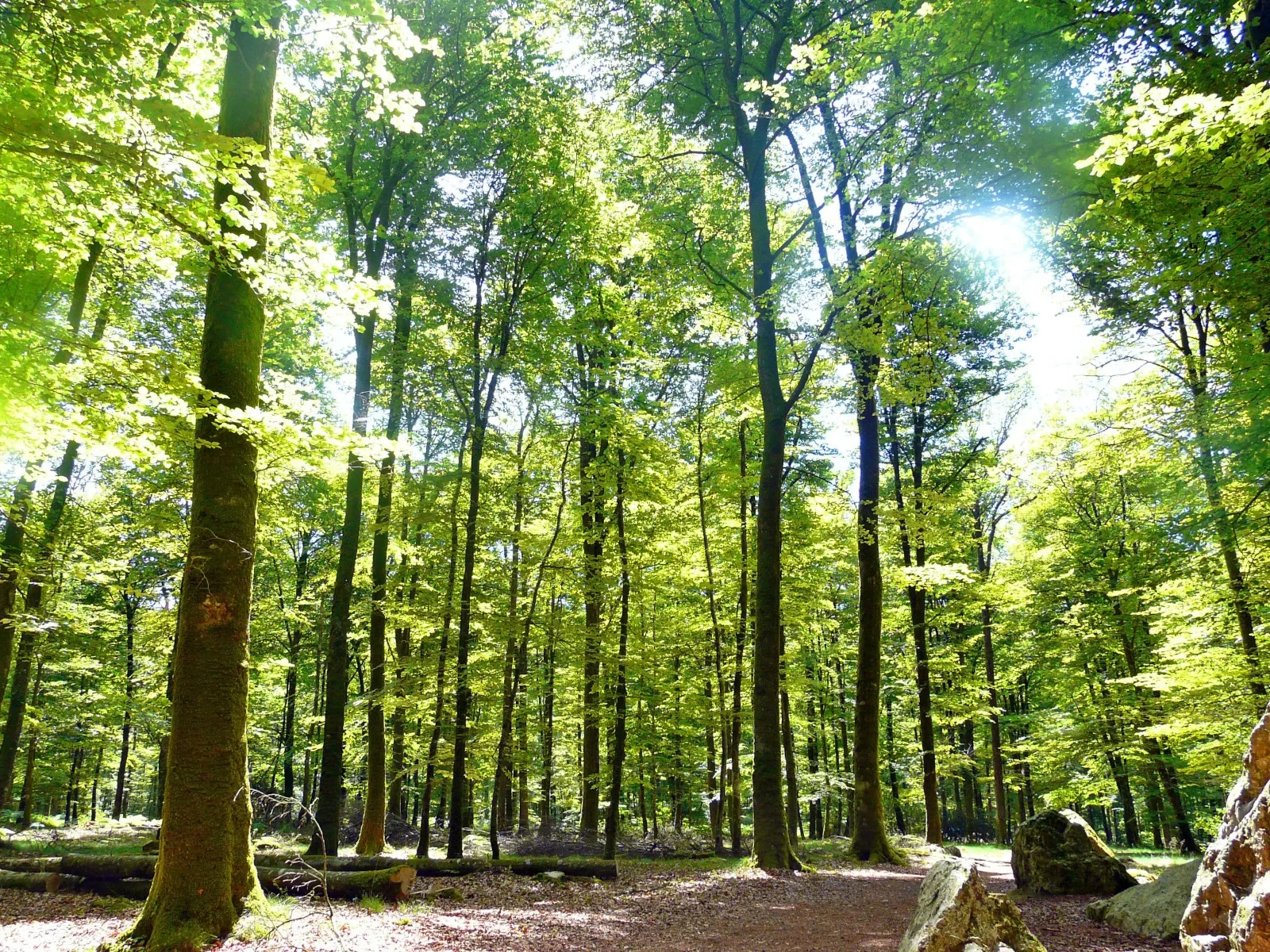 Sonniger Tag im Wald von Fougères