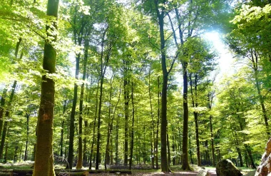 Sonniger Tag im Wald von Fougères